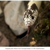 lampropeltis getulus california2